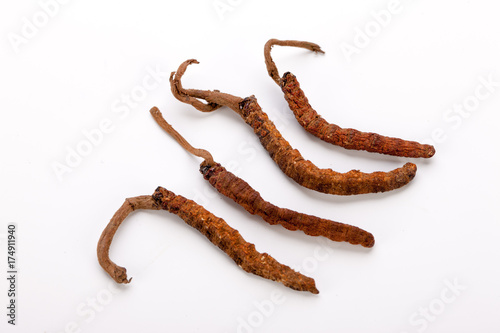 Cordyceps sinesis Yartsa Gunbu Yarsagumba himalayan gold Nepal isolated