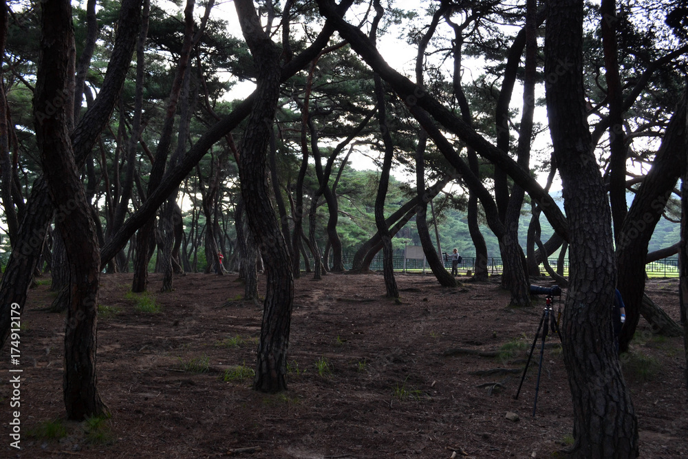Pine forest in Gyeongju. Apparently famous for photographers and hikers. Pic was taken in August 2017. Pine forest in Gyeongju. Apparently famous for photographers and hikers. Pic was taken in August 2017.
