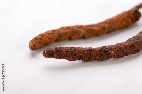 Cordyceps sinesis Yartsa Gunbu Yarsagumba himalayan gold Nepal isolated photo
