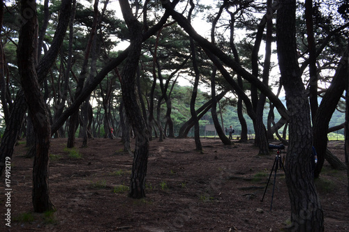 Pine forest in Gyeongju. Apparently famous for photographers and hikers. Pic was taken in August 2017.