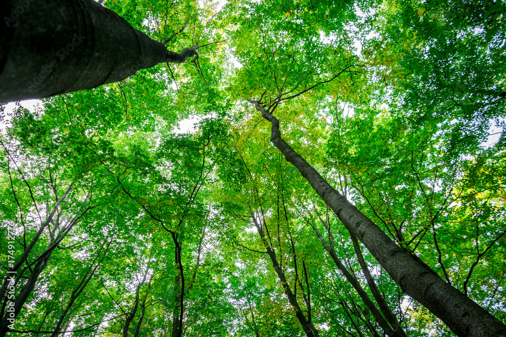 Fototapeta premium green forest background in a sunny day.