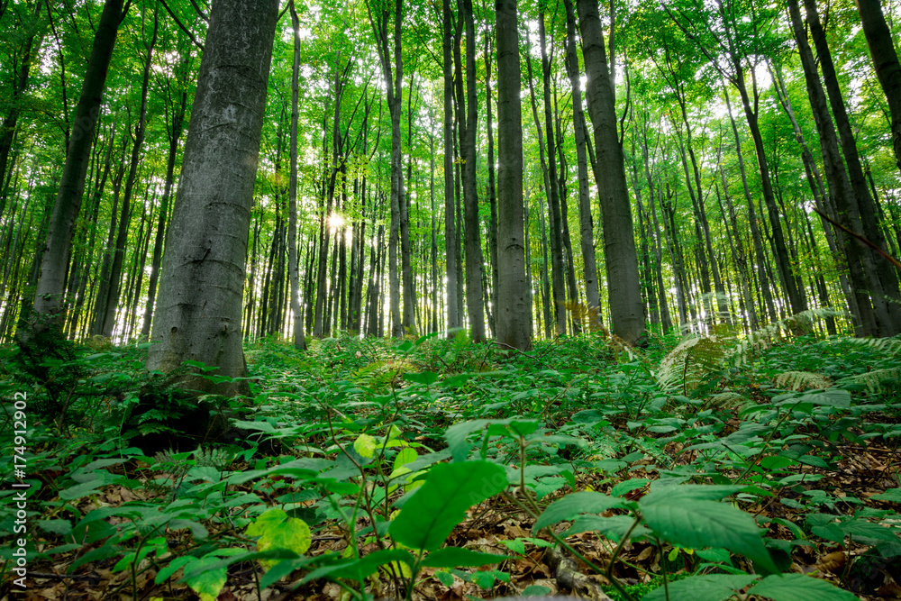 Obraz premium Sunlight in the green forest.
