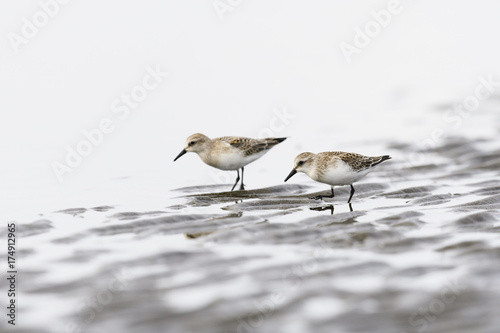 Obraz na plátně トウネン( red-necked stint,)