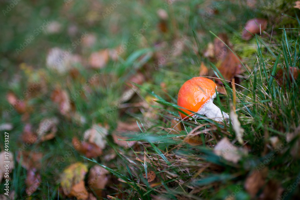 Red mushroom side view in green field in autumn day outdoor. Red mushroom side view in green field in autumn day outdoor.