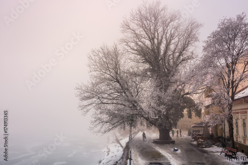 big tree on embankment inf fog and hoarfrost. beautiful winter cityscape near the frozen river in the morning