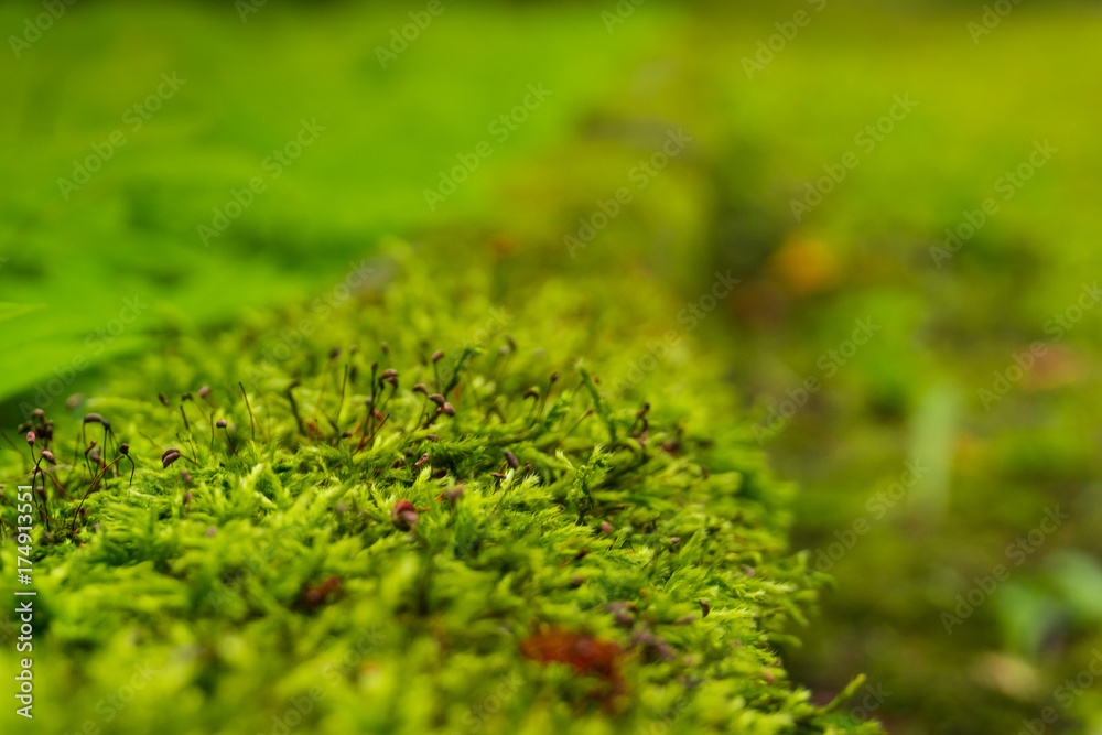 Moss on the wall Moss on the wall