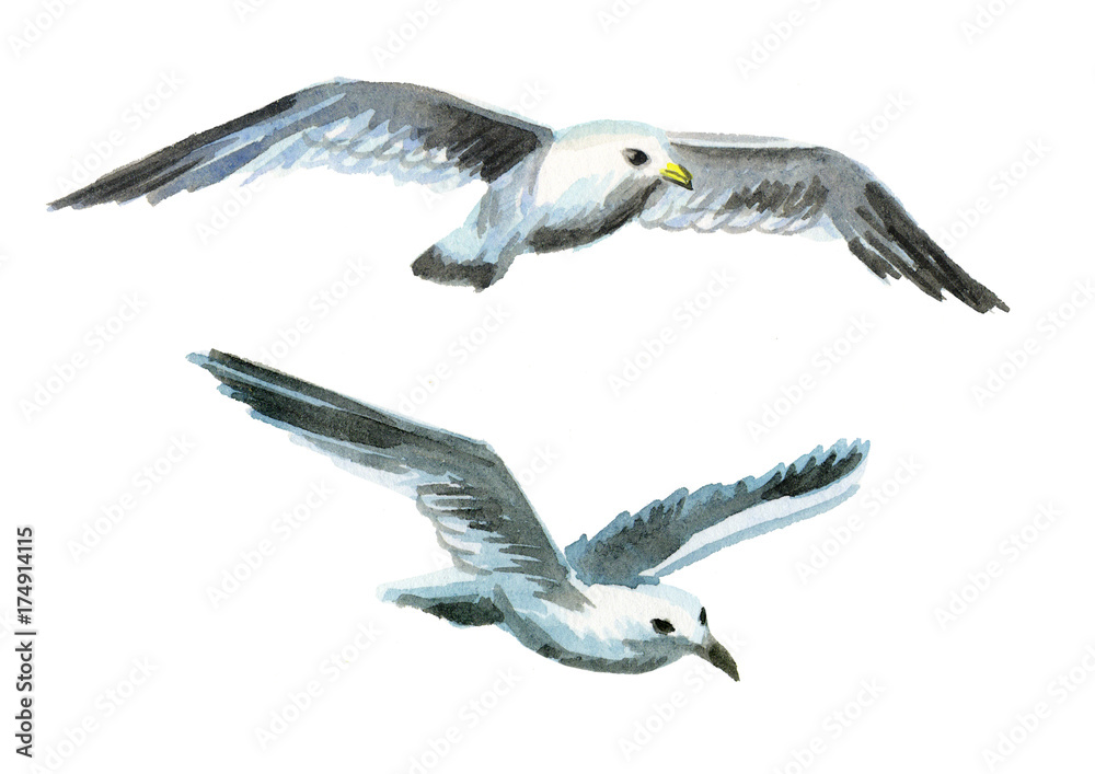 Fototapeta premium Seagulls. Watercolor hand drawn illustration
