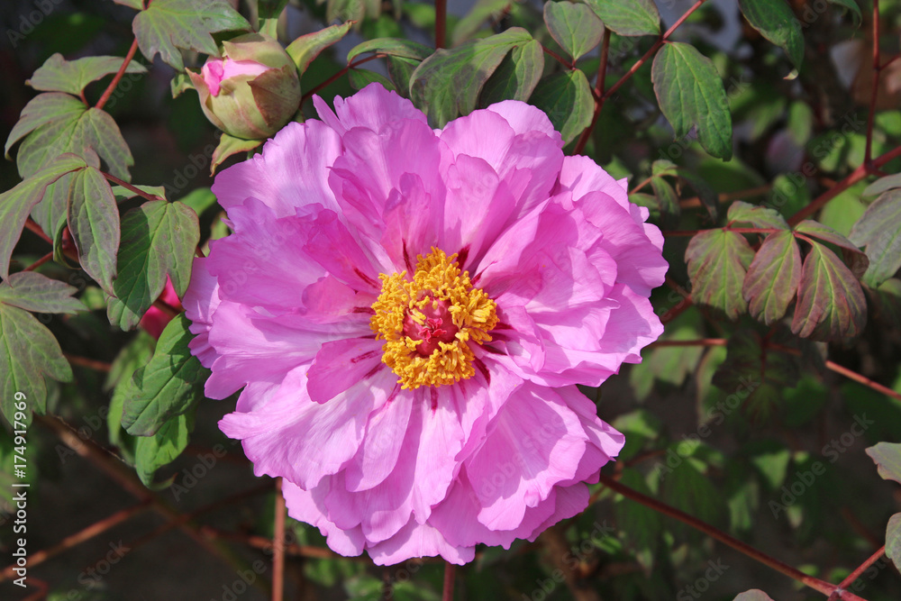 Obraz premium ボタン（牡丹）