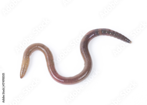 Earth worm isolated on white background. 