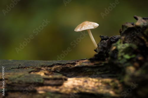 small wild mushroom on tree