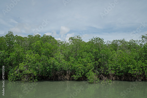 Mangrove forest in Phetburi Thailand