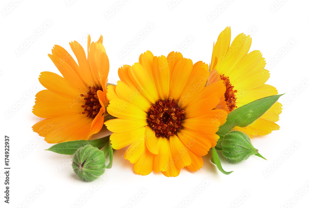 Calendula. Marigold flower with leaf isolated on white background