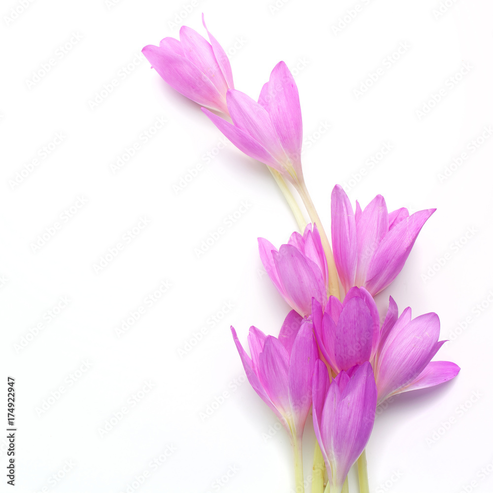 crocus flower over a white background. Top view