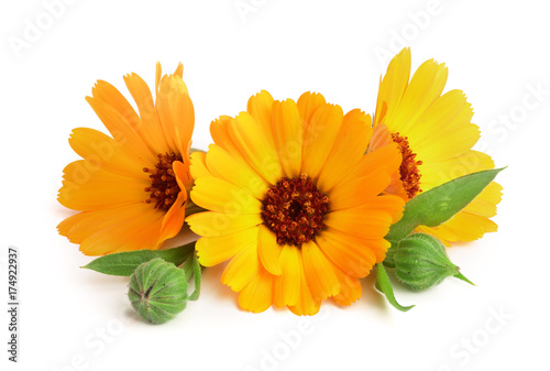 Calendula. Marigold flower with leaf isolated on white background