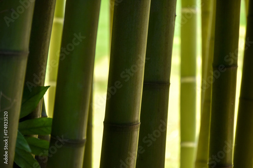 Closeup of bamboo trunks in a bamboo forest  with nice hues of green