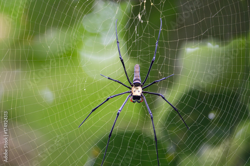 Giant Wood Spider (Nephila pilipes), Penang hill, Malaysia