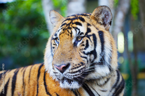 Fototapeta Naklejka Na Ścianę i Meble -  Portrait of a bengal tiger.p