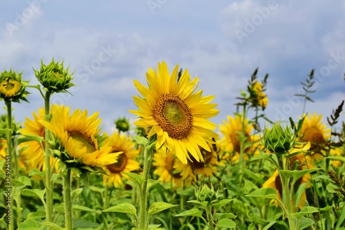 Sonnenblumen im Sommer