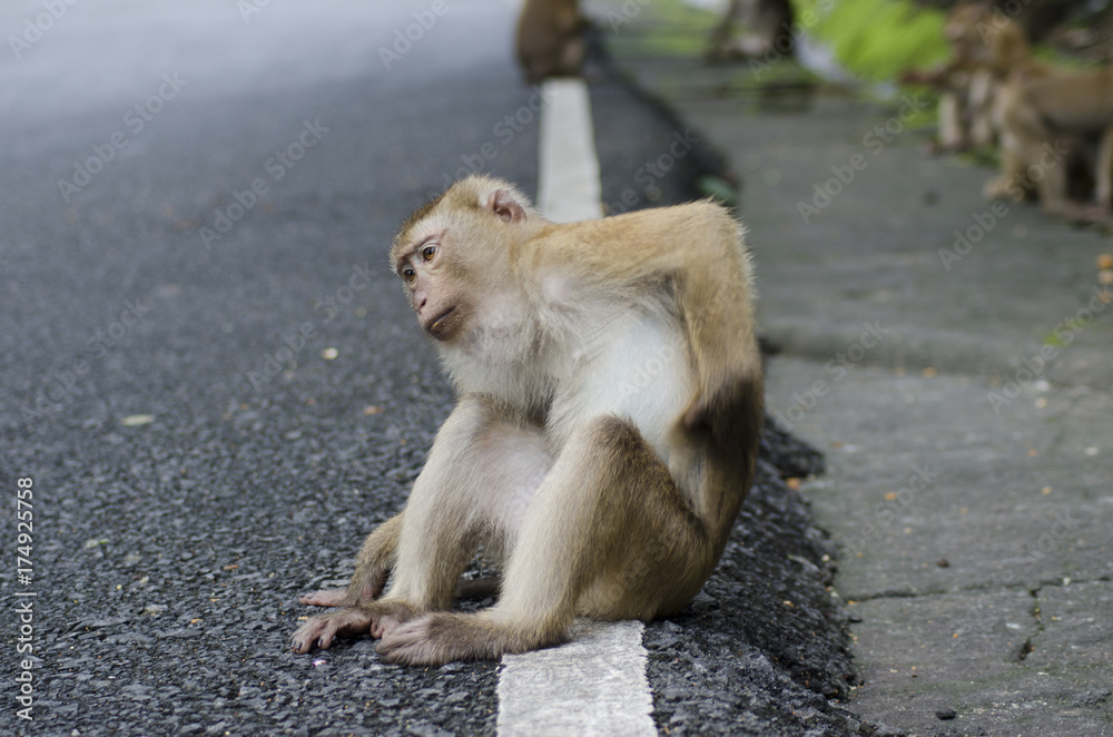 monkeys family on hill park of Phuket