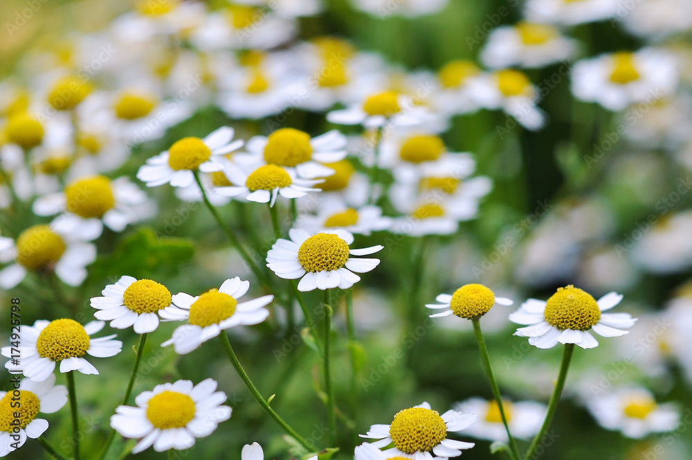 Blooming chamomile field (background, closeup, shallow depth of field)