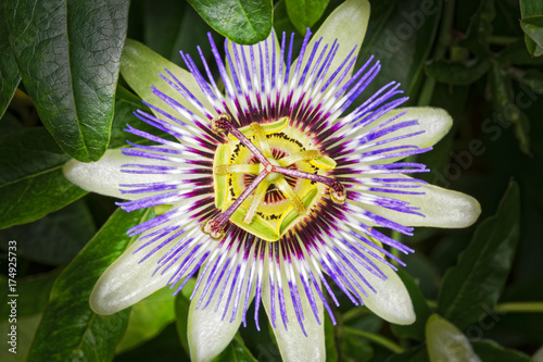 Fototapeta Close up image of a Passion Flower in full bloom against a dark background 