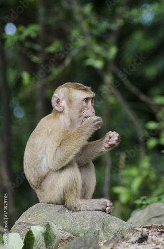 monkeys family on hill park of Phuket