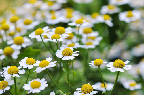 Blooming chamomile field (background, closeup, shallow depth of field) © Anastasia