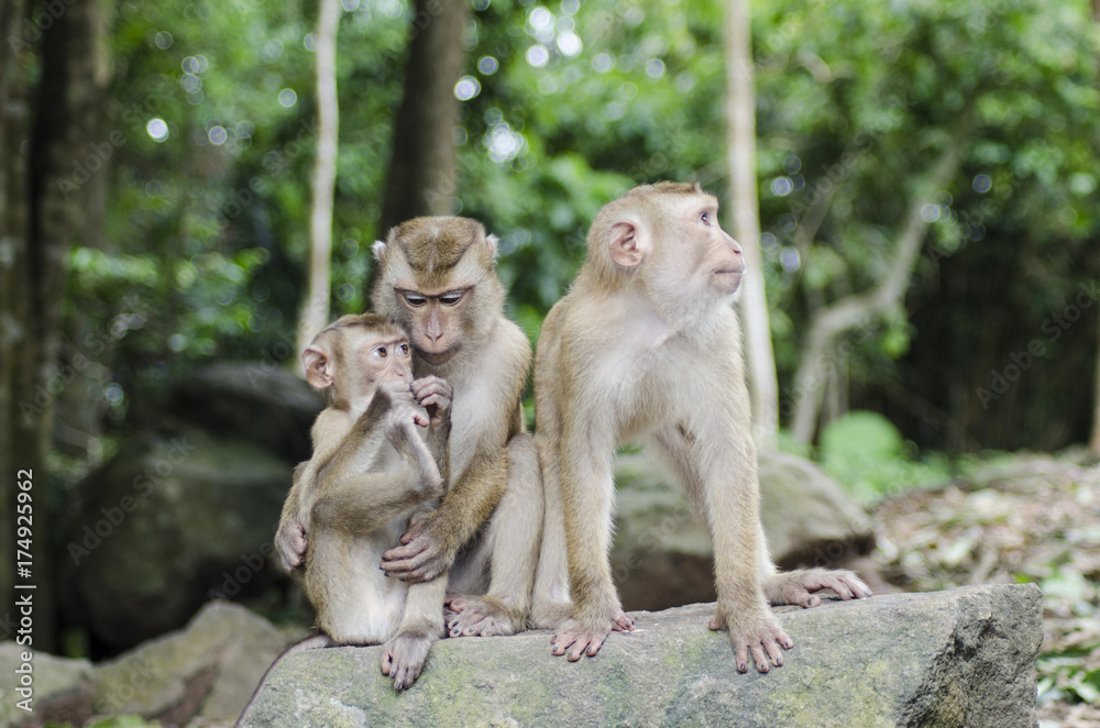 Fototapeta premium monkeys family on hill park of Phuket