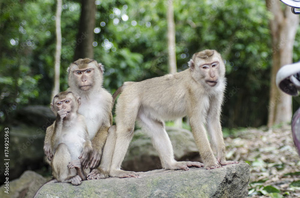 monkeys family on hill park of Phuket monkeys family on hill park of Phuket