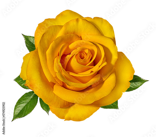 Yellow roses isolated on white