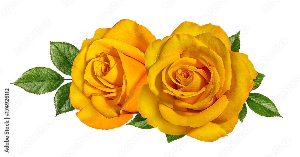 Fototapeta premium Żółte róże odizolowywać na bielu