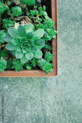  Succulents in flower box