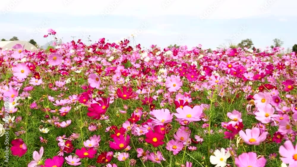 Cosmos Flower field with sky,spring season flowers,Flower field blooming Cosmos Flower field with sky,spring season flowers,Flower field blooming