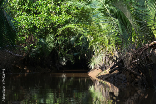 Little Amazon of TakuaPa in PhangNga, South Thailand. photo