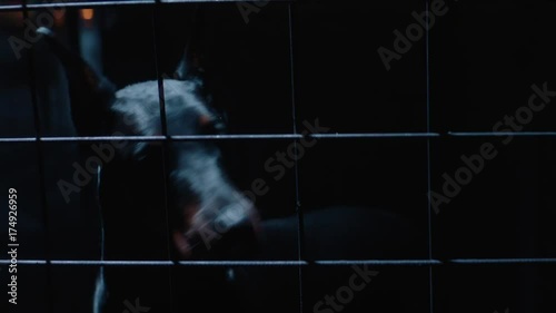 Angry dog in slow motion. Doberman