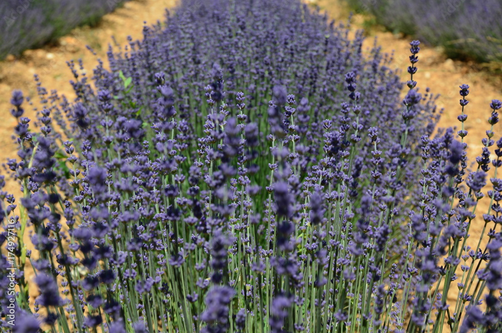 Naklejka premium Lavenders in Provence