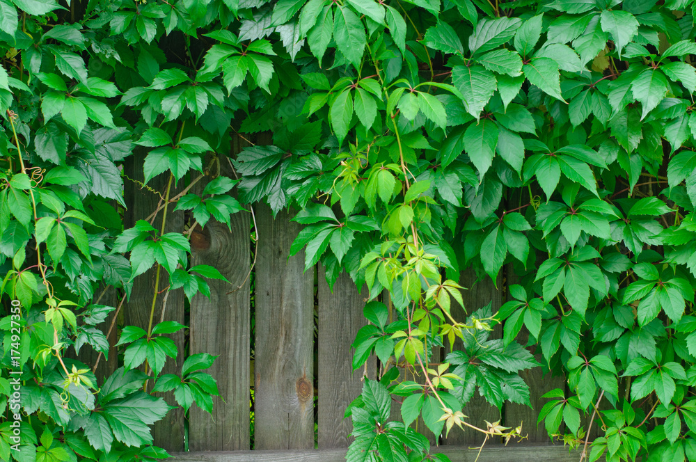 background of fence boards and green leaves of wild grapes