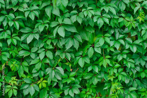 background of green leaves of wild grapes
