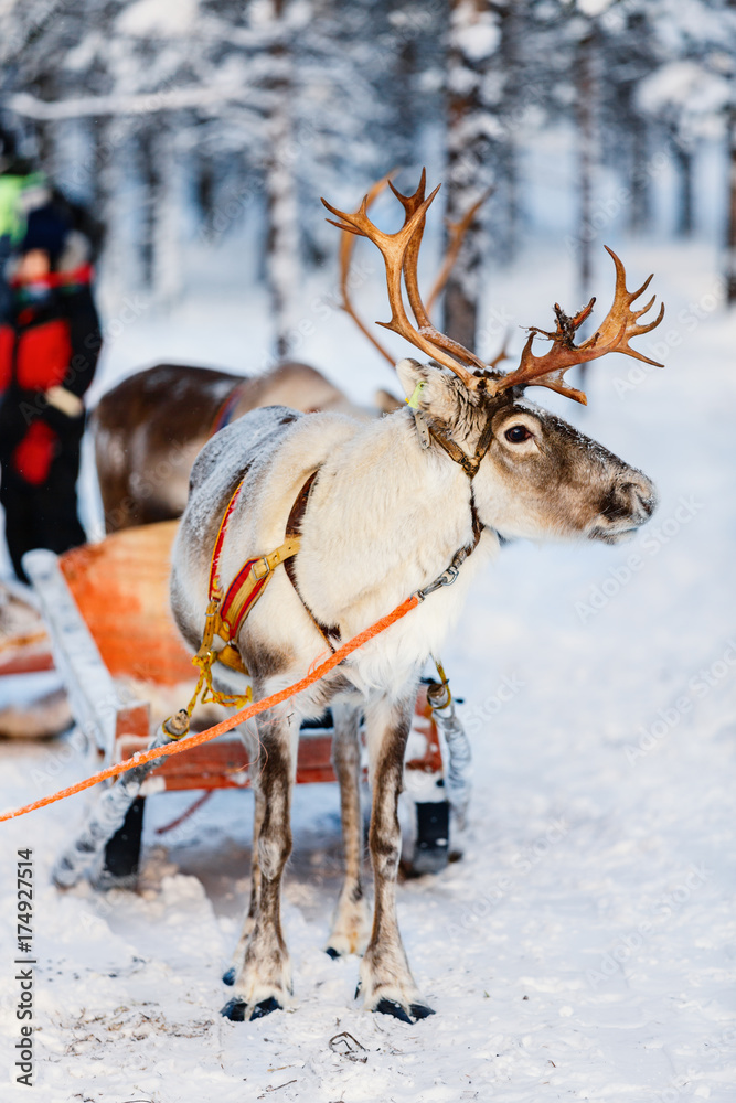 Naklejka premium Reindeer safari