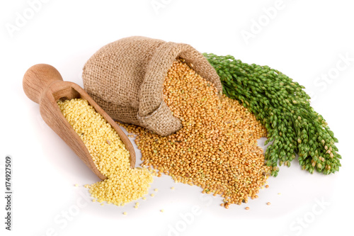 Millet in a wooden scoop, burlap bag and green spikelets isolated on white background