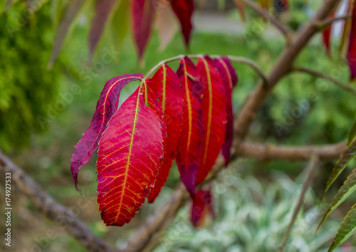 Red autumn leaves in the fo...