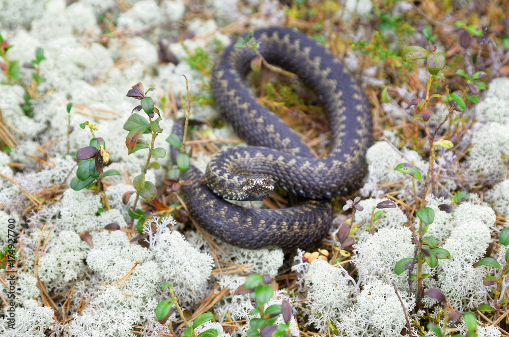 Fototapeta premium Siberian viper in the wild