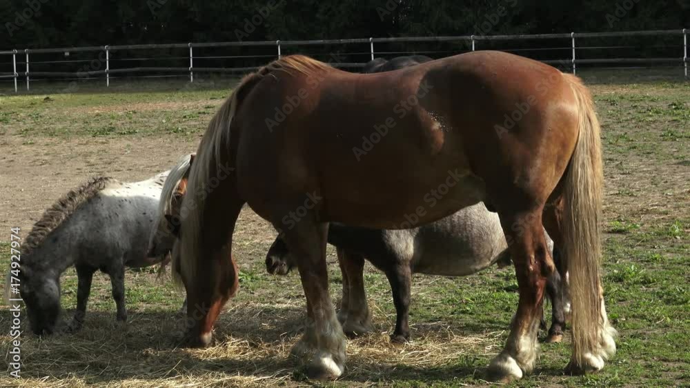 Horses eating hay on the farm.
Horses eating hay on the farm.