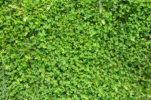 Texture of a Clover Lawn. Background of a Green Clover Texture