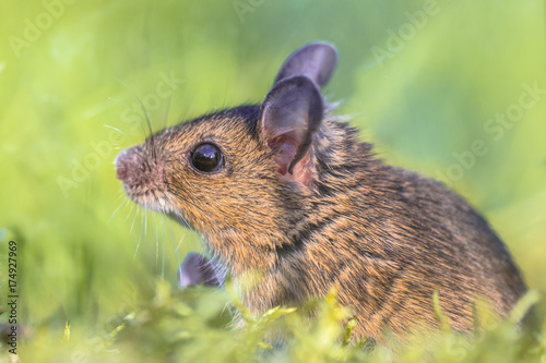Head of Wood mouse in green environment