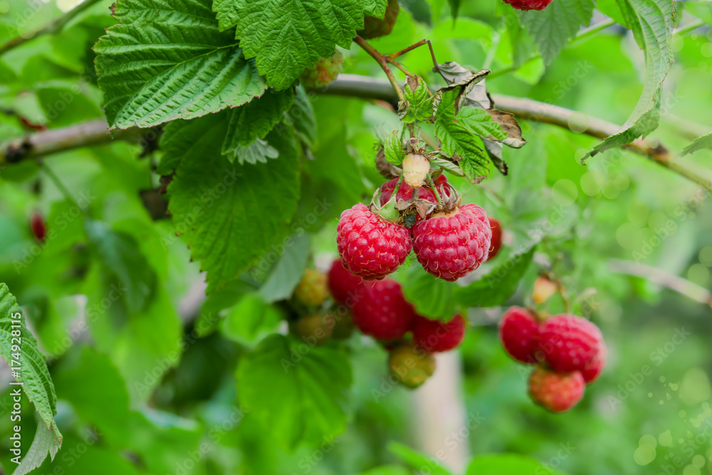 Autumn landscape. Ripe red raspberries on a Bush on a background of green foliage, closeup Autumn landscape. Ripe red raspberries on a Bush on a background of green foliage, closeup