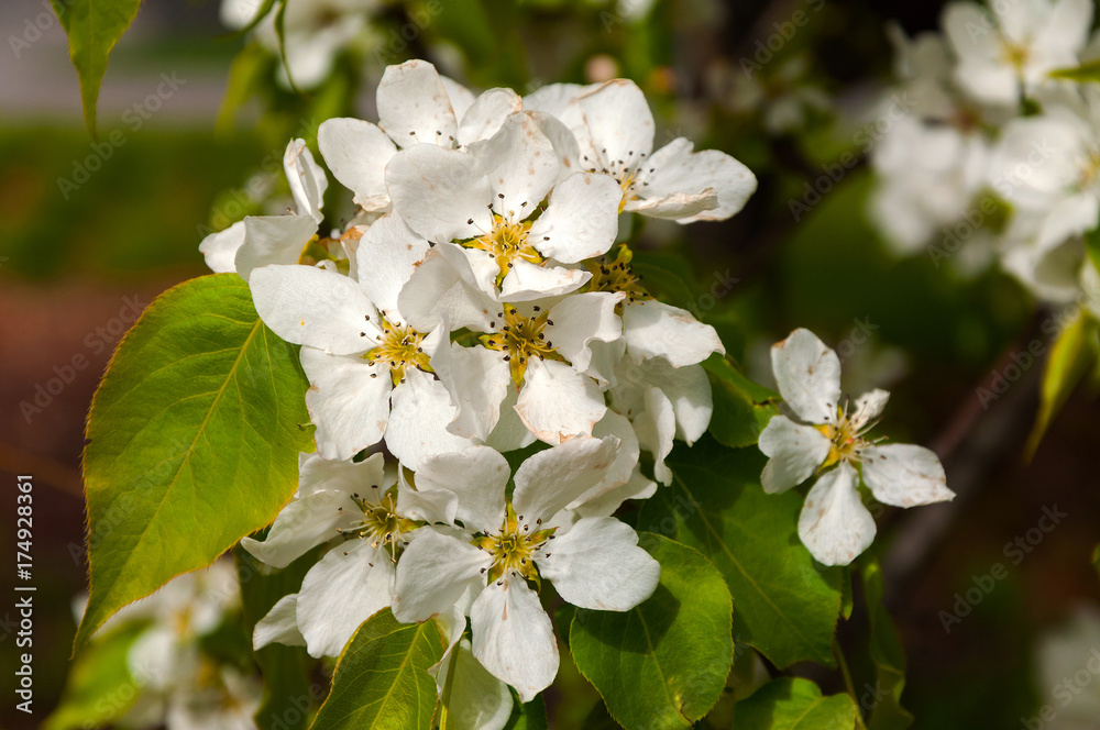Obraz premium closeup of the beautiful pear blossom in spring