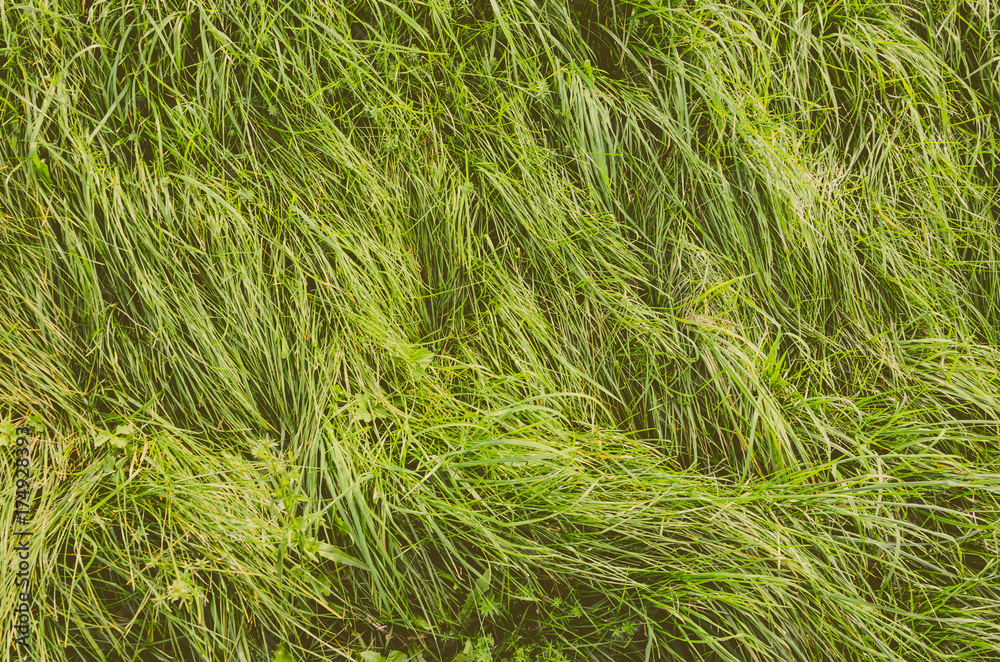 Long Green Grass Texture Top View. Nature Background. Faded Film Processing Long Green Grass Texture Top View. Nature Background. Faded Film Processing