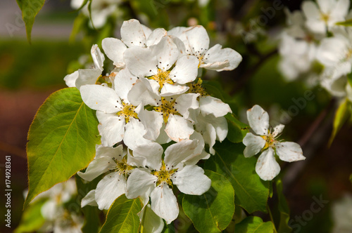 closeup of the beautiful pear blossom in spring