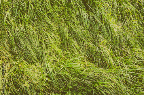 Long Green Grass Texture Top View. Nature Background. Faded Film Processing